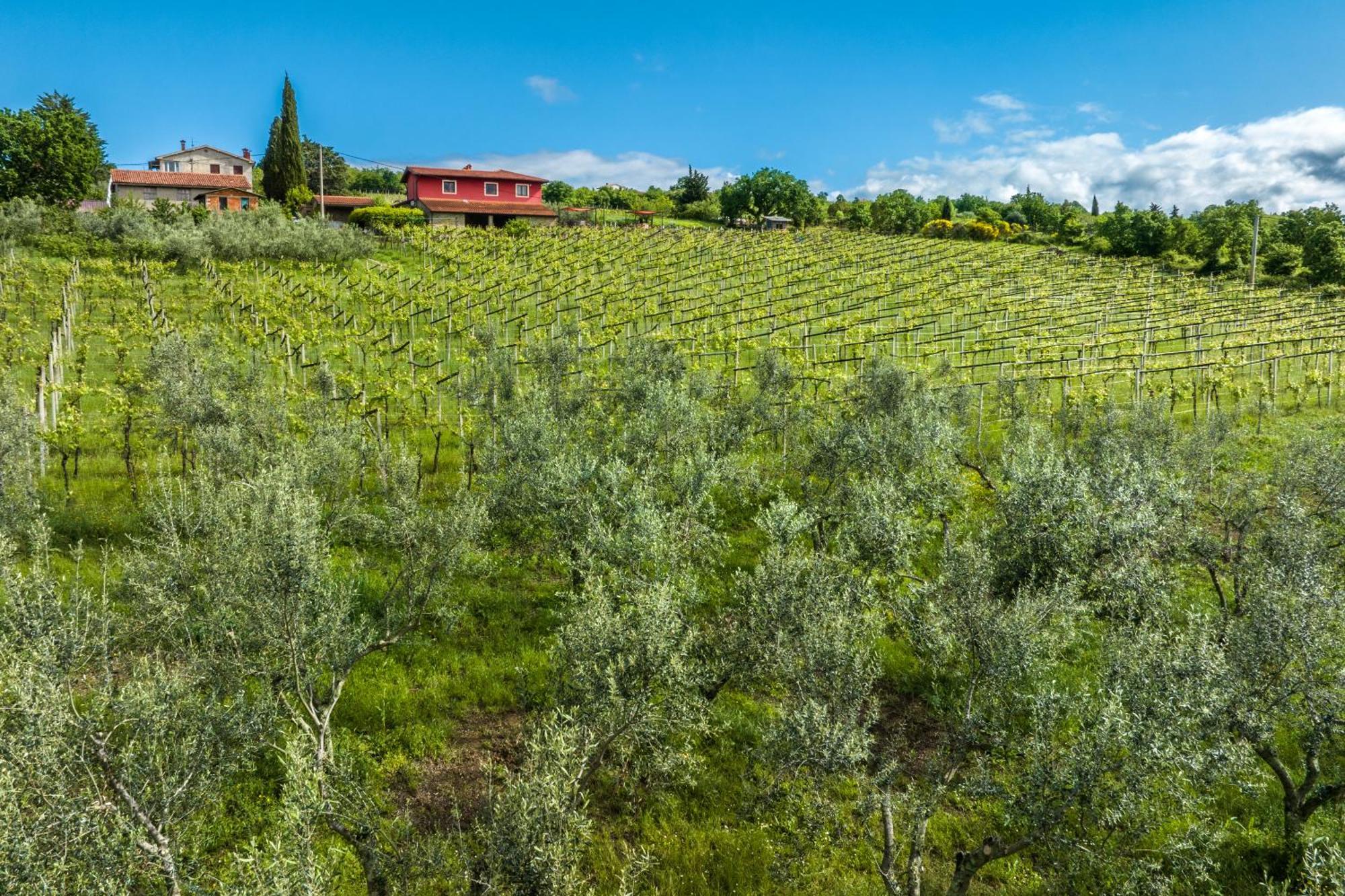 Touristfarm - Apartments "Red Fairytale" Marezige Eksteriør billede